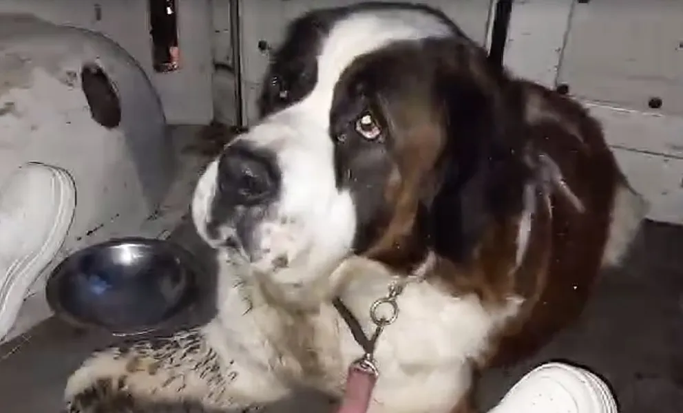 El san bernardo neuquino y una historia que estuvo a punto de terminar sin nunca ser feliz