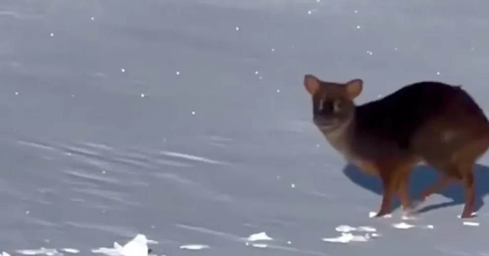 Encuentro cercano entre un pudú y un esquiador