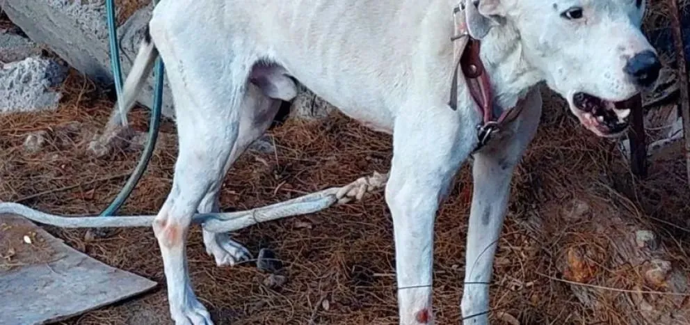Rescataron a un dogo víctima de maltrato animal