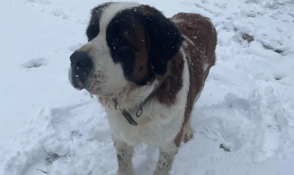 El san Bernardo "Malú" se está recuperando en un refugio y espera por una familia que lo quiera de verdad