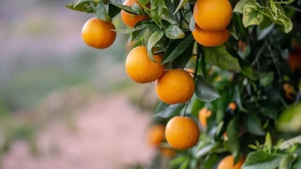 Tragedia por atragantamiento: un hombre de 67 años murió al ahogarse con una naranja