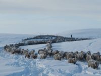 Salvar a los animales de las nevadas, las imágenes estremecedoras del temporal patagónico
