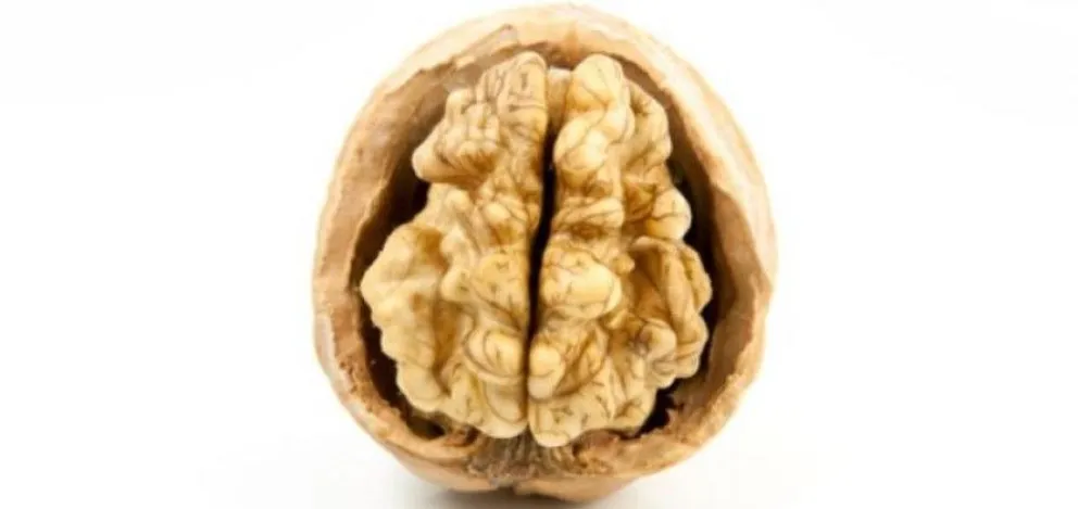 Reducción del cerebro humano: ¿Qué dicen los científicos?