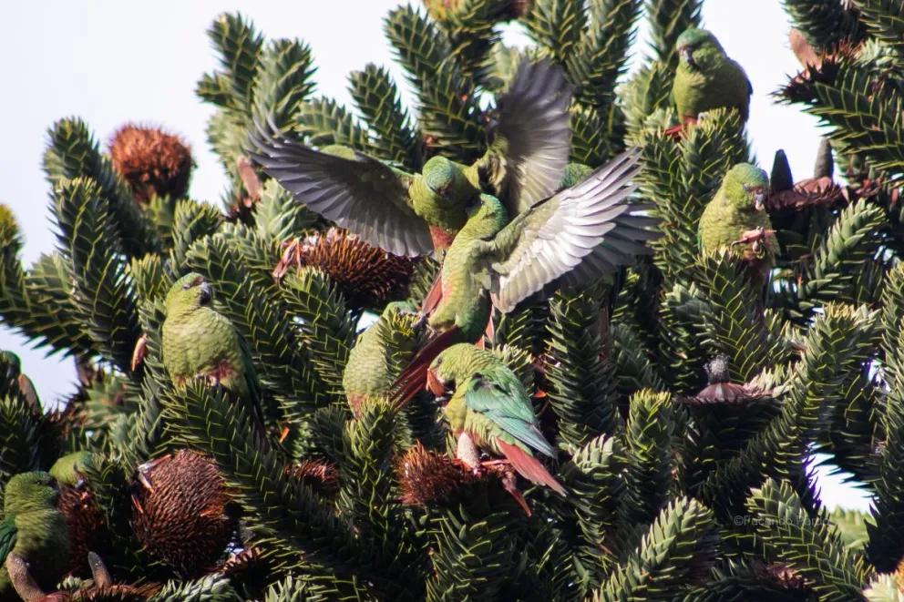 Auténtica postal barilochense: loros disfrutando de unos ricos piñones de araucaria