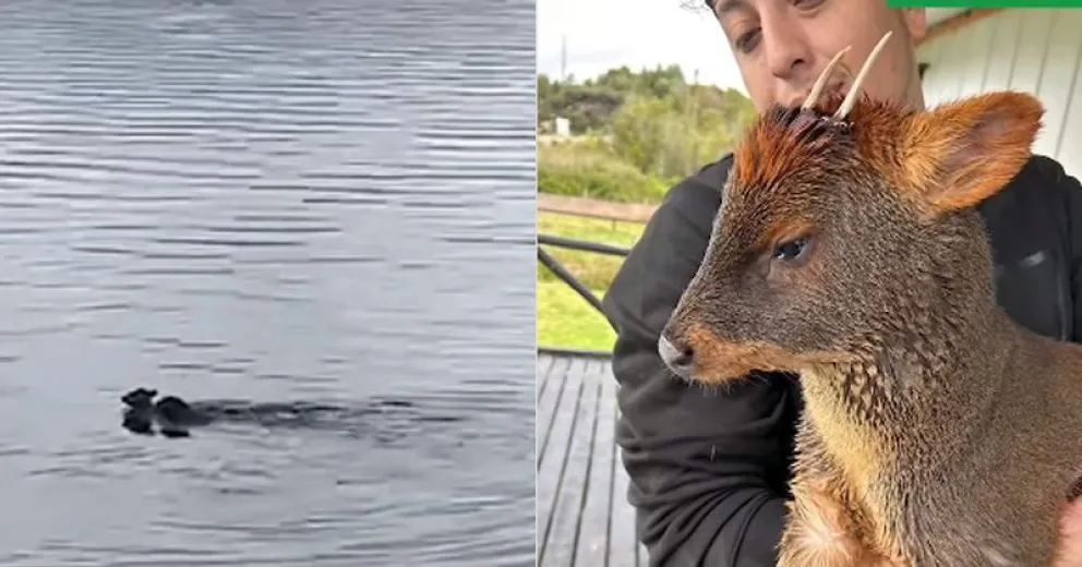Un joven logró rescatar a un pudú del ataque de un perro