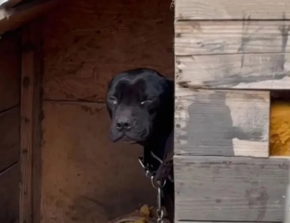 Rescataron a tres perritos en evidente estado de desnutrición y abandono