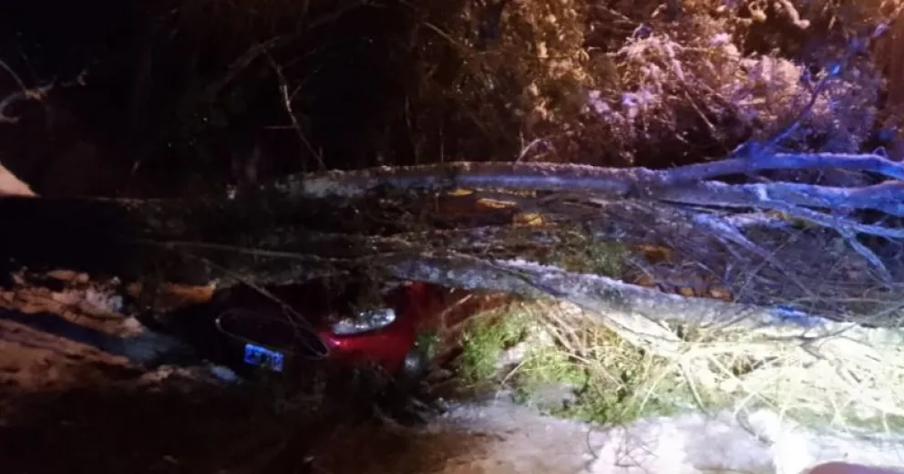 Tuvieron que retirar un árbol que cayó sobre un auto durante el temporal