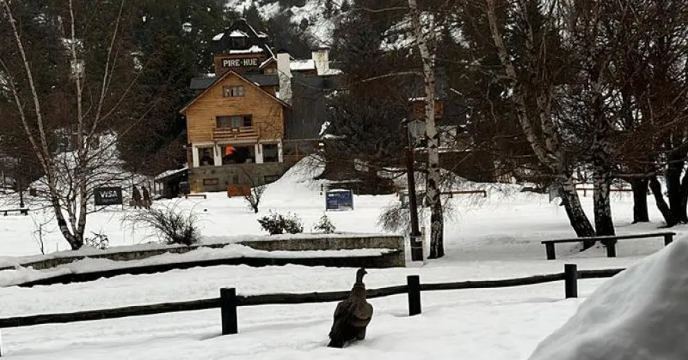 Presencia de un cóndor juvenil en el cerro Catedral