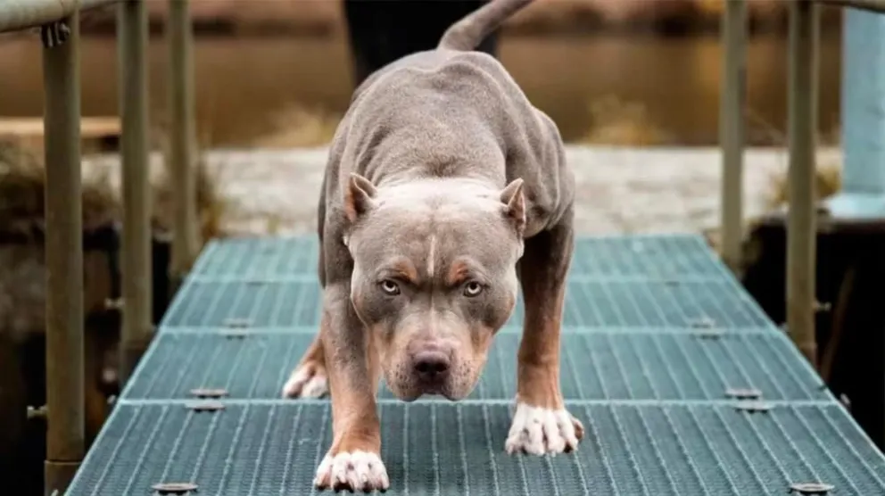 Jujuy: murió un hombre tras el brutal ataque de un pitbull