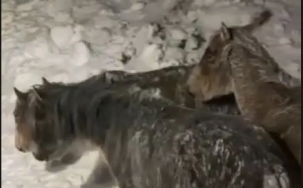 Video: Caballos terminaron casi congelados en un camino rural durante la ola polar 