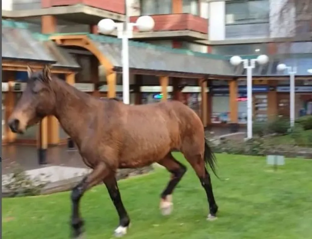 Video: Un caballo suelto "paseó" por el centro y terminó en las aguas del Nahuel Huapi