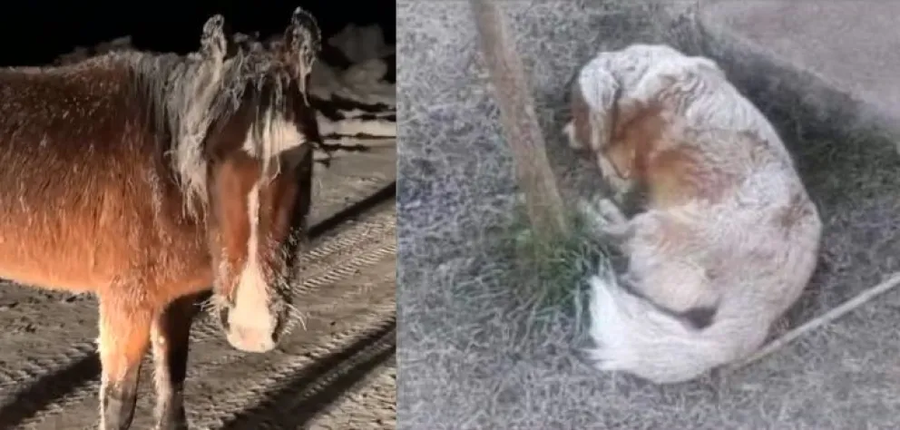 Preocupación por los animales que sufren las bajas temperaturas en el sur 