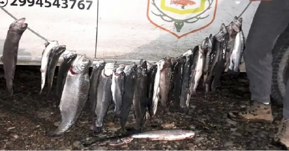 Pescaron más de 30 truchas en la zona de Collón Curá pero no tenían permiso