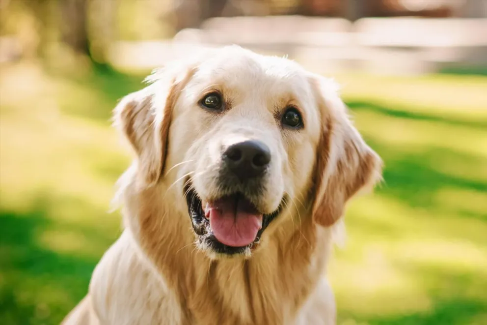 Seis alimentos humanos que nunca debes darle a tu perro