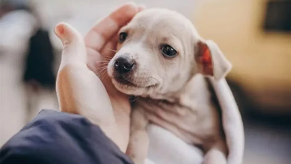 Hoy es el Día Mundial del Perro: por qué se celebra cada 21 de julio