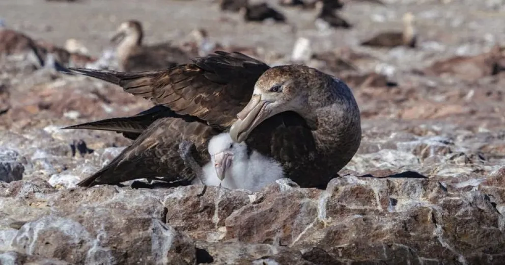 Pusieron un anillo a un petrel y luego de 20 años lo volvieron a encontrar