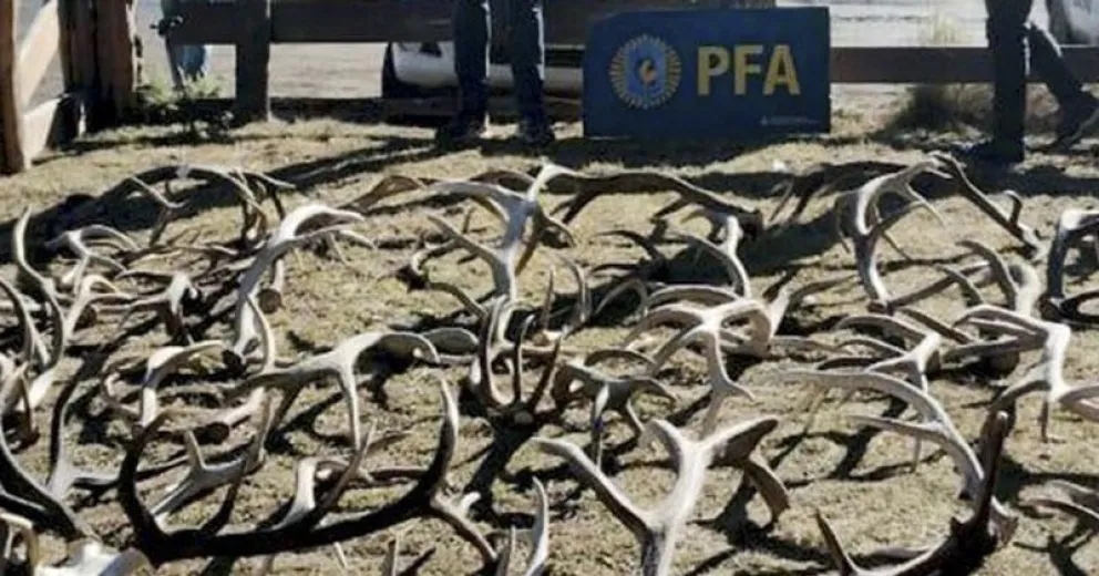 Secuestraron 75 astas de ciervo colorado