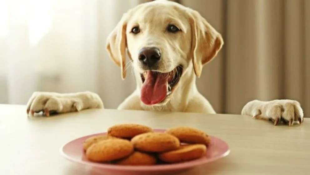 Premia a tu perro con galletas caseras saludables y nutritivas