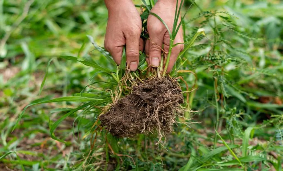 Solución natural para quitar las malas hierbas 