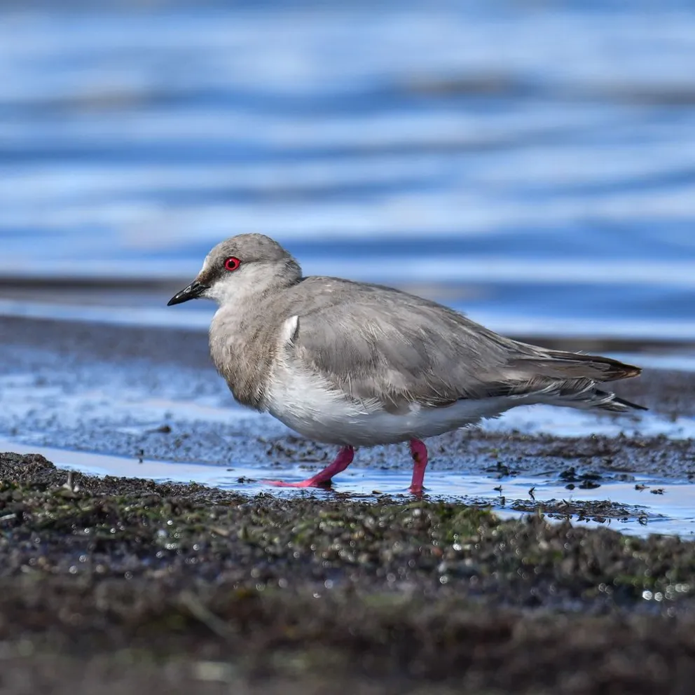 Se conmemoró el 108° Aniversario de Aves Argentinas