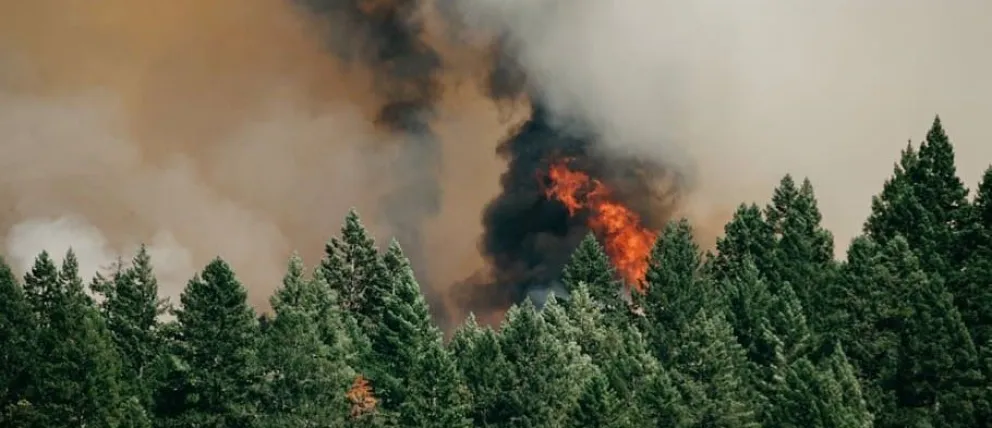 La propagación de los pinos favorece a los incendios forestales.