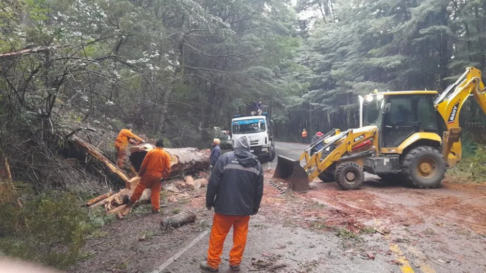 Despejaron la ruta del árbol caído y habilitaron el tránsito en Circuito Chico