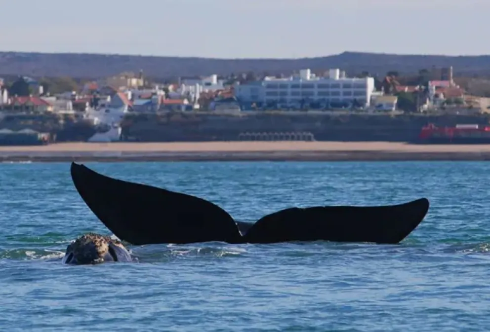 ¿Hasta cuándo podés avistar ballenas en el Golfo San Matías?