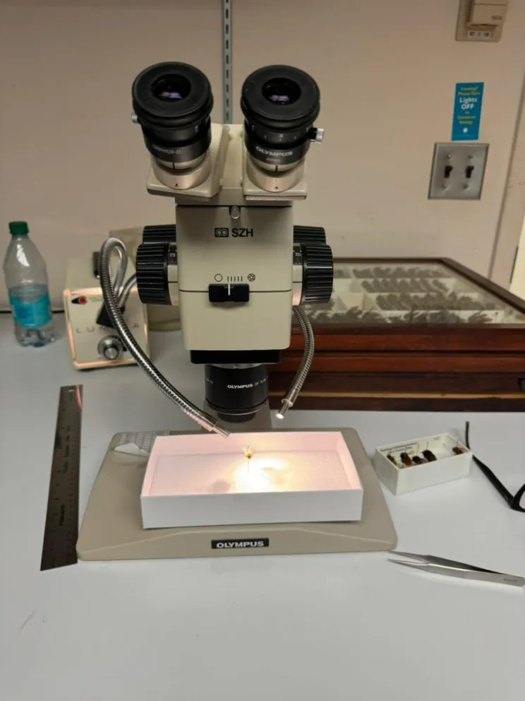 Este jueves inaugurarán el Laboratorio de Cría de Abejas y Abejorros en Bariloche