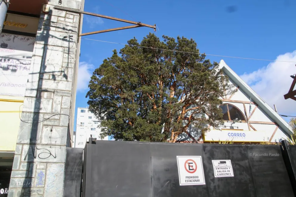Qué dijo la empresa sobre el arrayán de la polémica en Bariloche