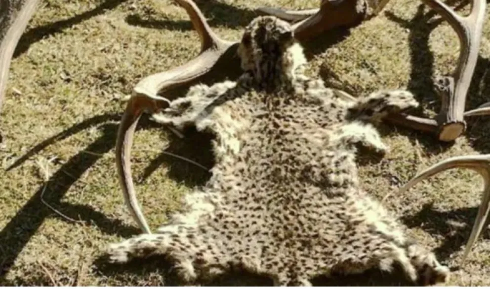 Alertan por la caza ilegal del gato montés