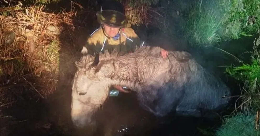 Bomberos Voluntarios lograron rescatar a un caballo
