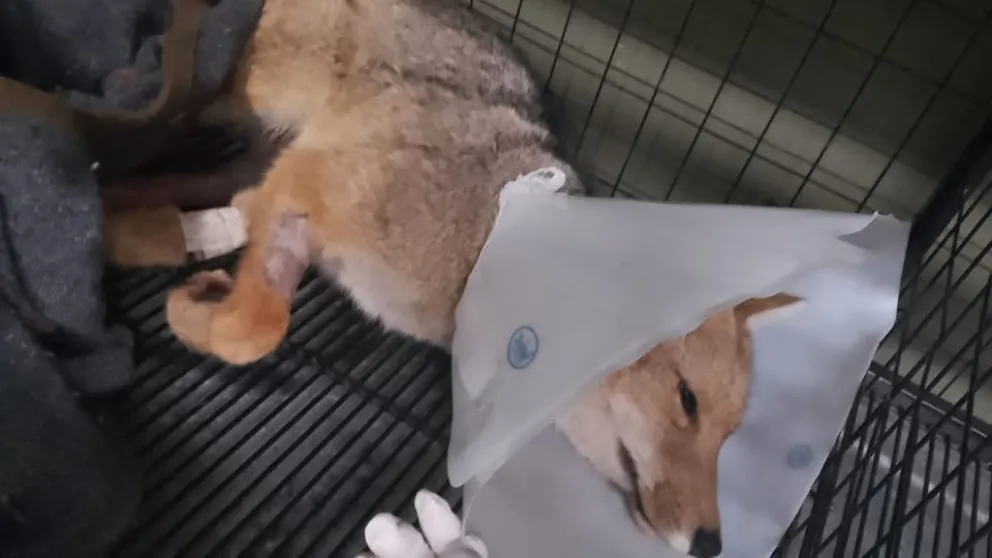 La cirugía del zorrito atropellado fue un éxito