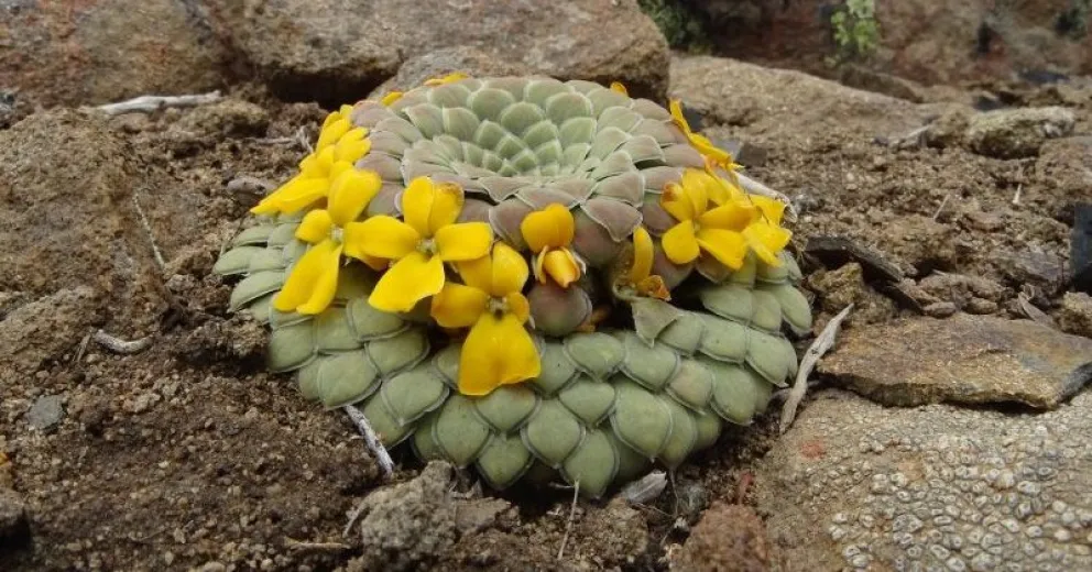 Reconocida bióloga brindará en Bariloche una muy interesante charla sobre flora de alta montaña