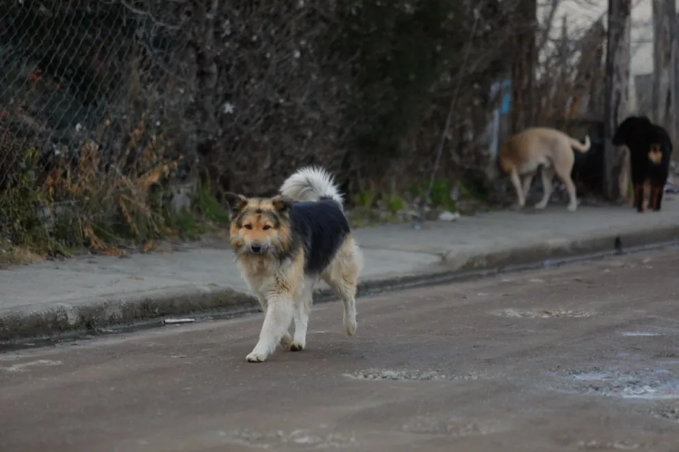 Nueva campaña de vacunación y desparasitación para perros y gatos. Foto de Matías Garay.