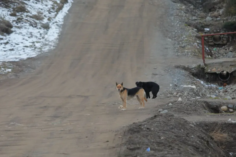 Los perros en la calle, una preocupación siempre vigente. (Foto de archivo: Matías Garay)