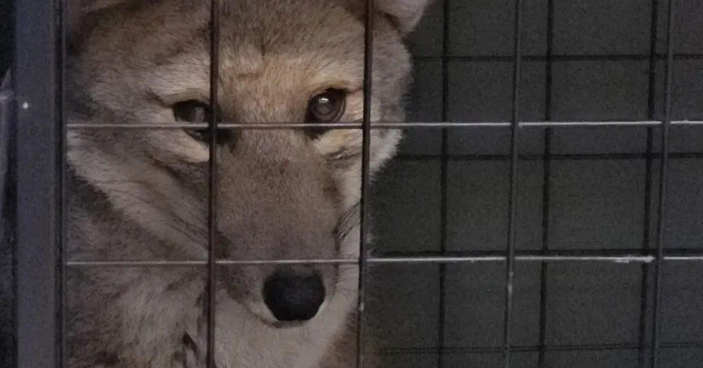 Parques Nacionales informó que murió el zorrito atropellado