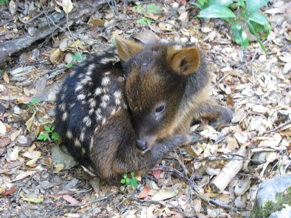 Vieron un pudú en cercanías de la escuela Nº 109