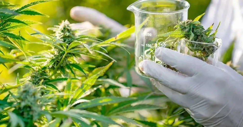 Lanzan Diplomatura en Cannabis Medicinal