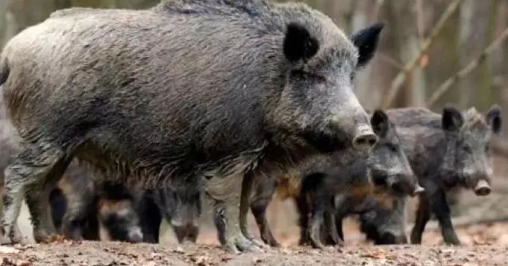 El jabalí, un problema que avanza a pasos agigantados