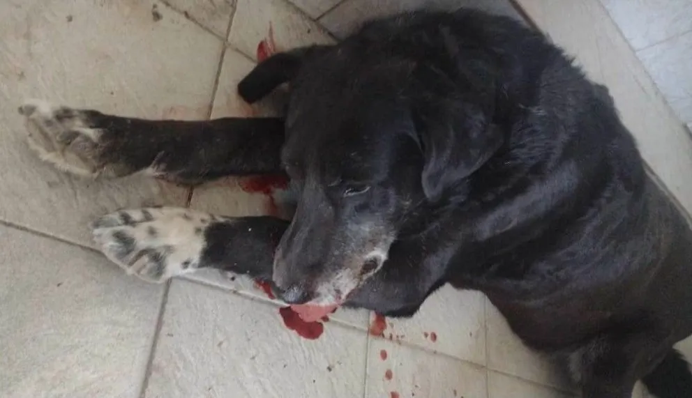 Proteccionista animal: “Hay algunos choferes que muestran desprecio por la vida”