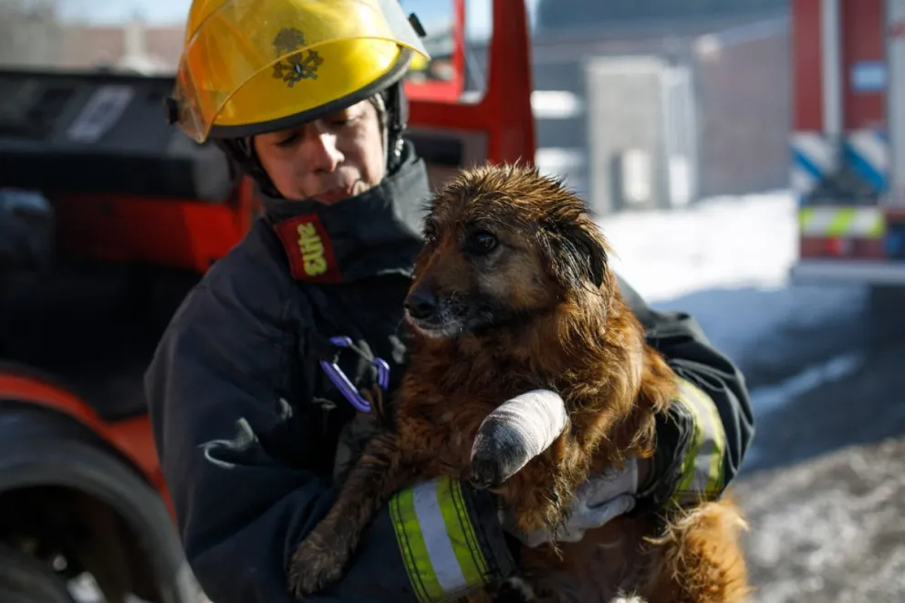 Piden ayuda para las mascotas de la familia que perdió todo en el incendio de la mañana 
