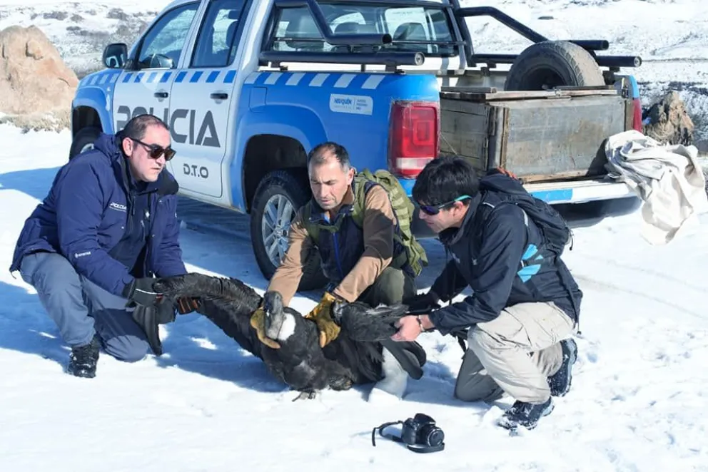 Realizaron operativo de rescate de un cóndor herido en alta montaña
