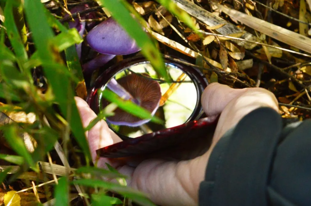 Sepa identificar, recolectar y cocinar hongos patagónicos