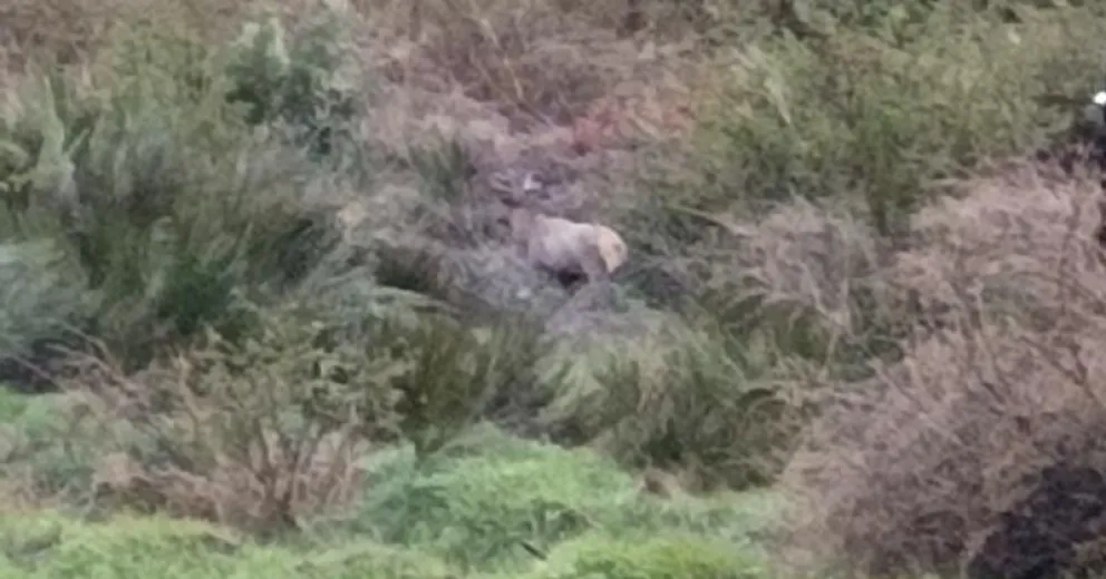 Se encontró con un ciervo en cercanías del INTA Bariloche