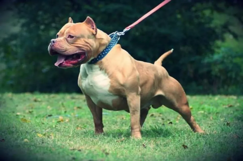 Indemnización para niña atacada por pitbull 