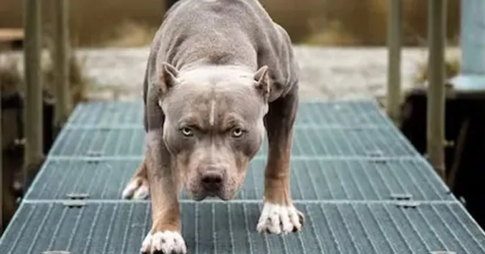 Indemnizaron a la familia de una niña atacada por un pitbull