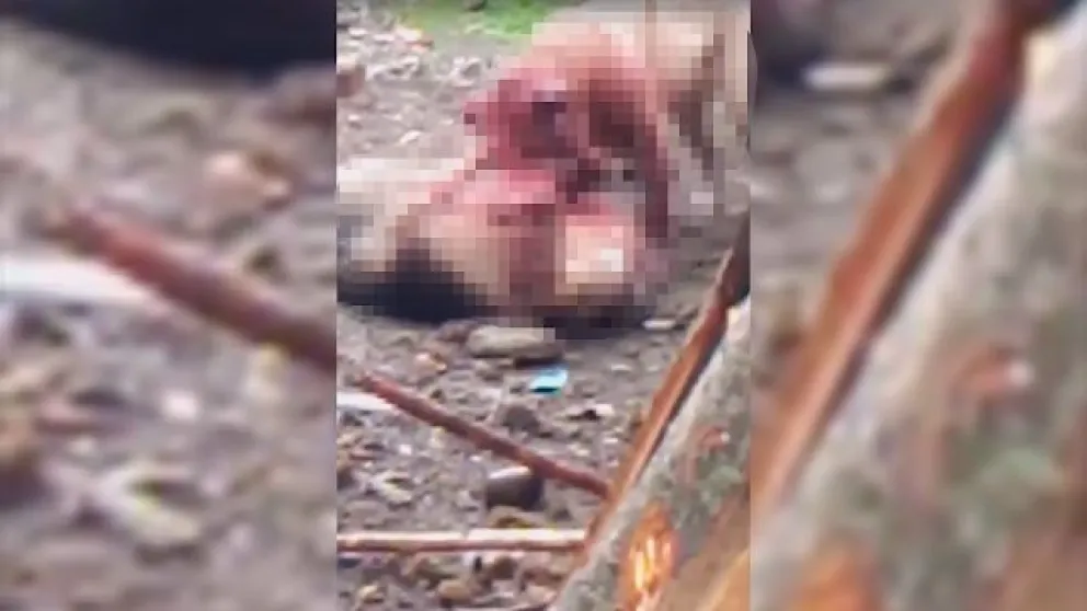 Pitbull suelto atacó brutalmente a otro perro y desató preocupación en la comunidad