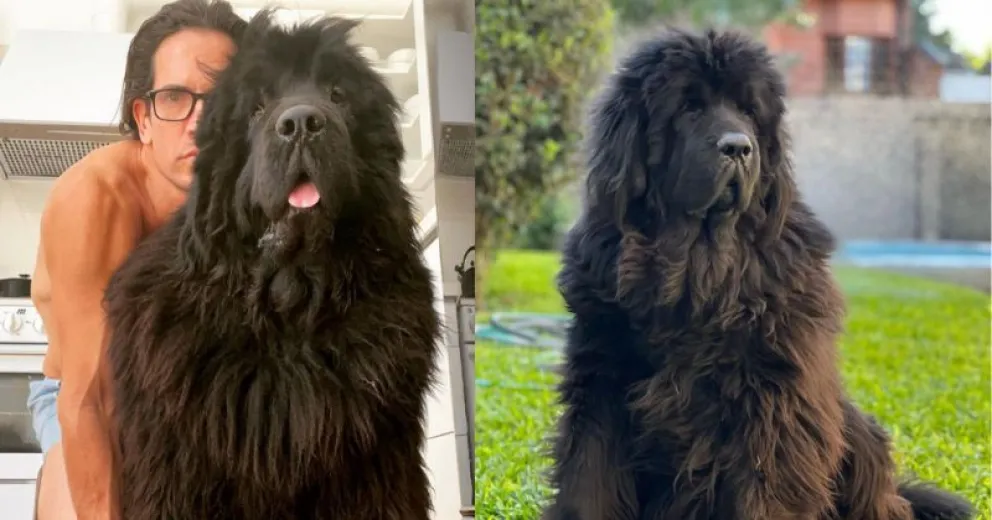 El dolor de Diego Ramos tras la muerte de Porthos, su mascota: “Te voy a amar por siempre Porthitos”