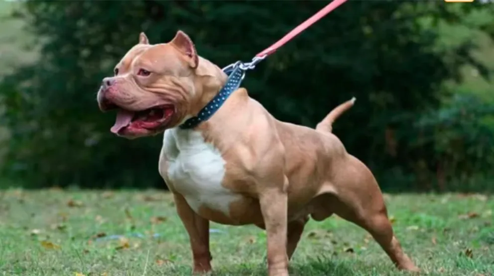 Mató a cuchillazos a un pitbull que había atacado a su perro