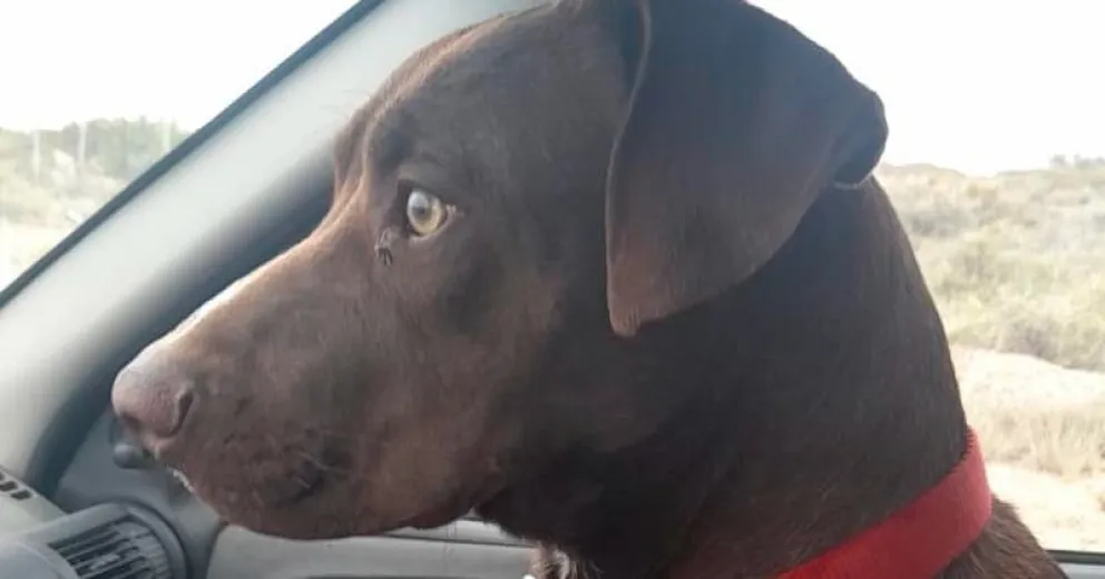 Cuando volcó, su perro huyó asustado y después de dos días se reencontraron